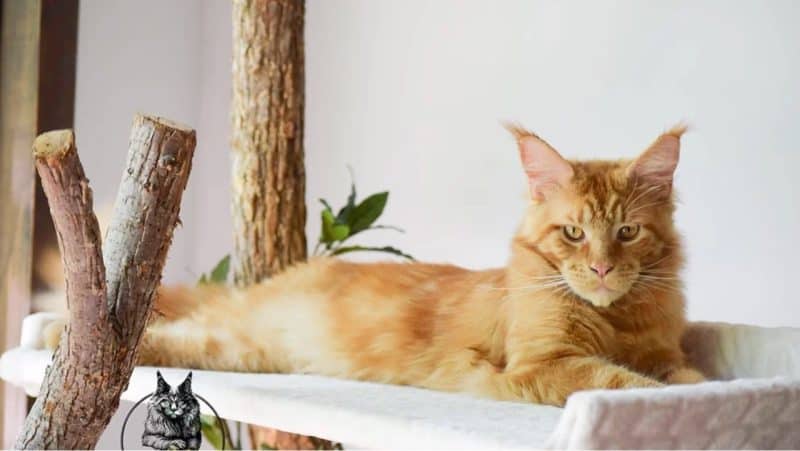 alabama maine coons of watson hill, maine coon kittens for sale in alabama