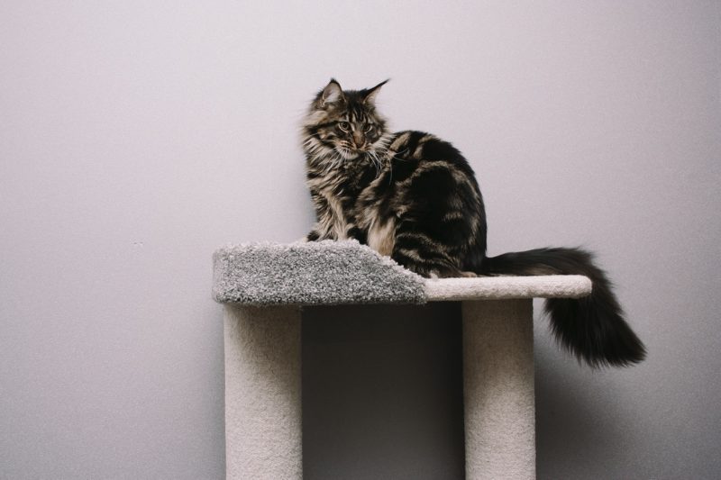 best cat trees for maine coons, dark grey tabby maine coon on top of a cat tree