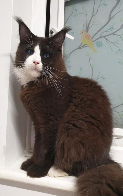 LMCoonCat Cattery - Example of a maine coon cat with dominant blue eyes DBE
