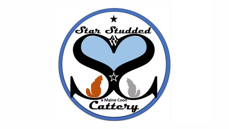 star studded, a maine coon cattery, maine coon kittens for sale in colorado