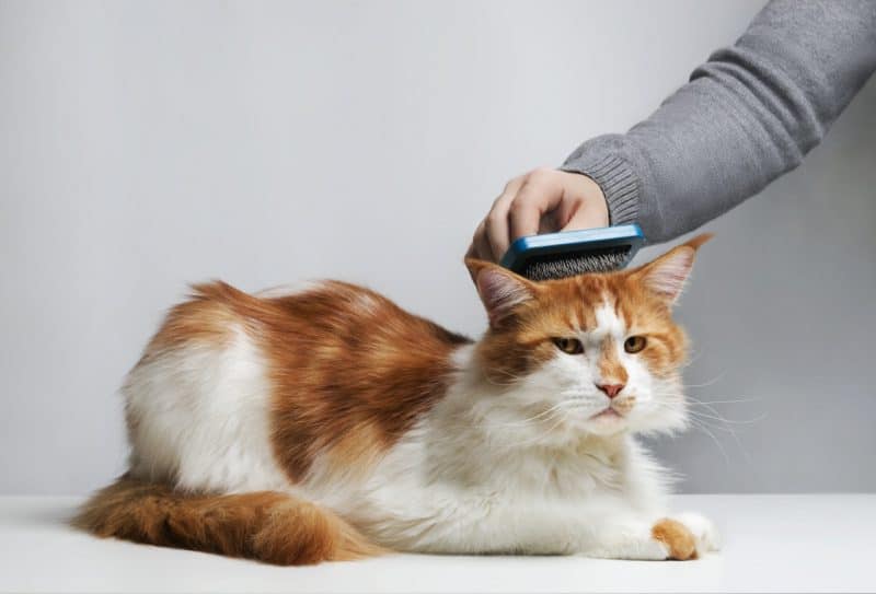 Best brushes for Maine Coons, Care Maine Coon cat, combing hair brush for animals. Man's hand.