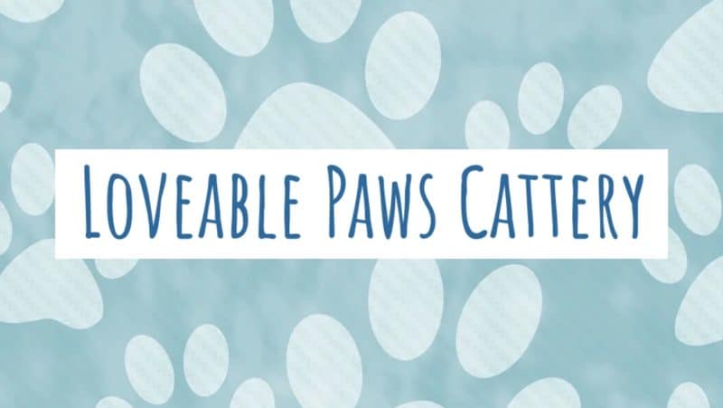 Maine Coon Kittens For Sale In Arkansas, Loveable Maine Coons Cattery Large