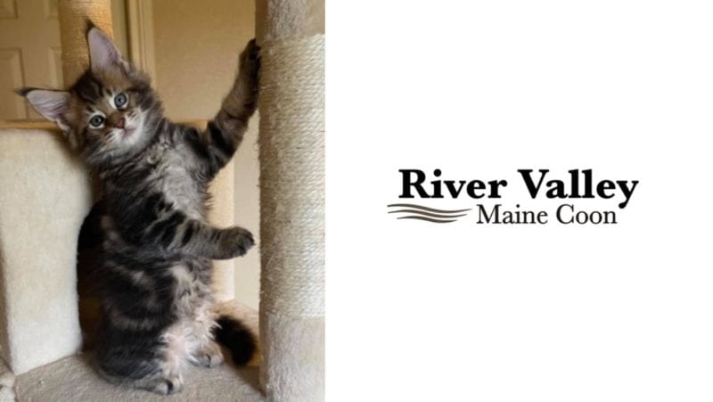 Maine Coon Kittens For Sale In Arkansas, River Valley Maine Coon Cattery Large