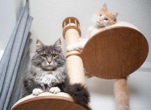 2 maine coons on a cat tree