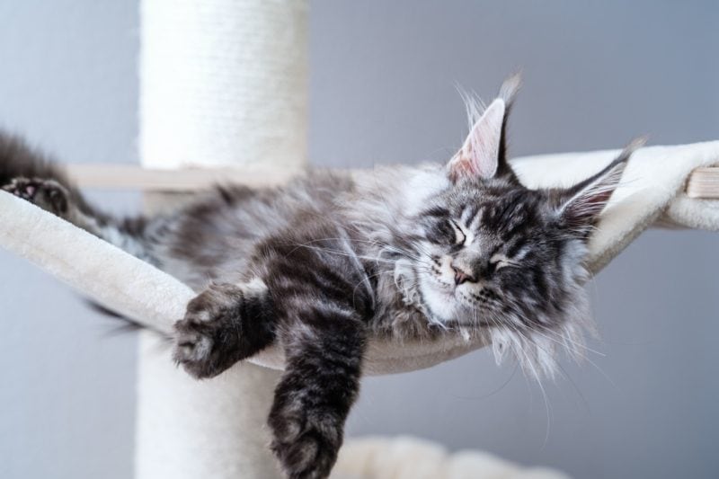 Best cat trees for Maine Coons , Cute tabby silver gray young maine coon cat with long whiskers and tassel ears lying on hammock on cat tree at home sleeping peacefully. 4 month old kitten relaxing