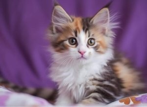 tortie maine coon kitten purple background