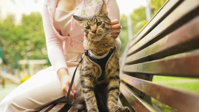grey maine coon on a leash and harness in a park