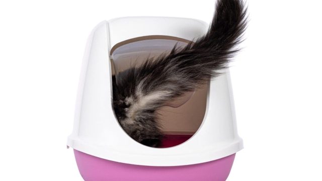 best litter boxes for maine coon, maine coon cat in a pink litter box Large