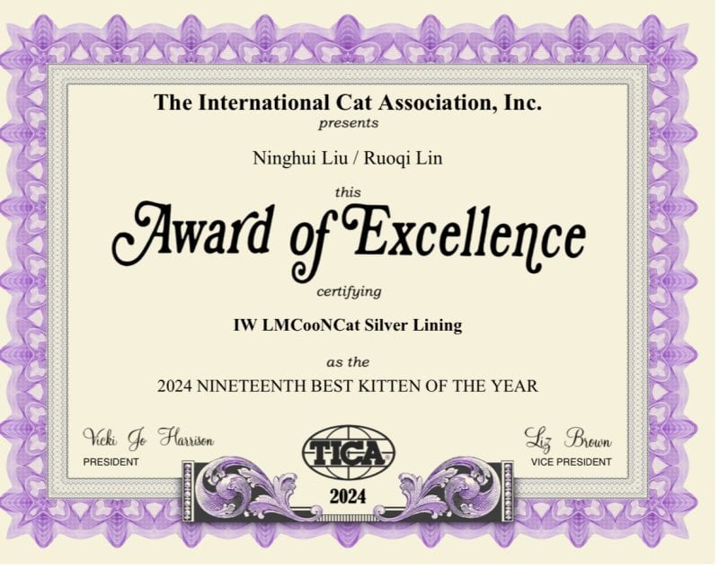 LMCooNCat Maine Coon Cattery - The Internation Cat Association TICA Award of Excellence for Silver Lining