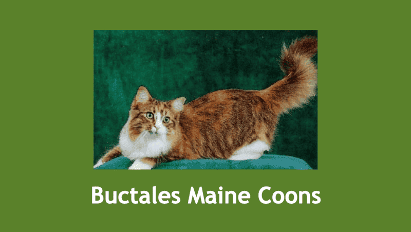 buctales maine coons breeder logo white and ginger maine coon playing in front of a green velvet background
