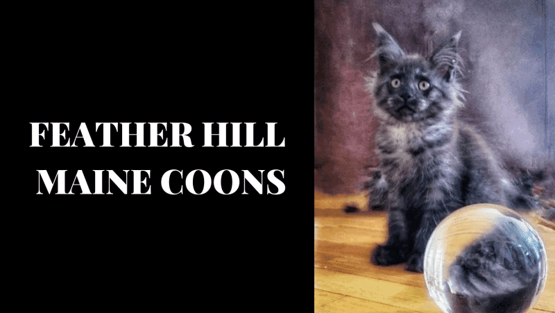 feather hill maine coon kittens for sale