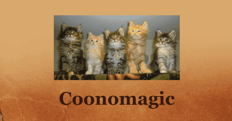 coonomagic maine coons breeder logo 5 maine coon kittens brown and ginger coloring