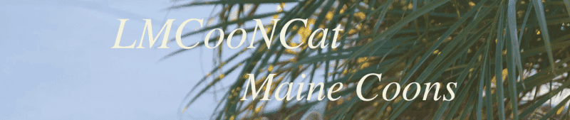 lmcooncat maine coon breeders logo