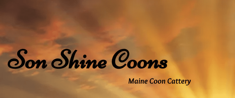 son shine coons cat breeder black italicized text against a golden sunset