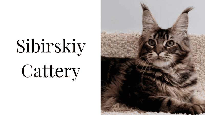 sibirisky cattery breeder logo brown maine coon with lynx ears