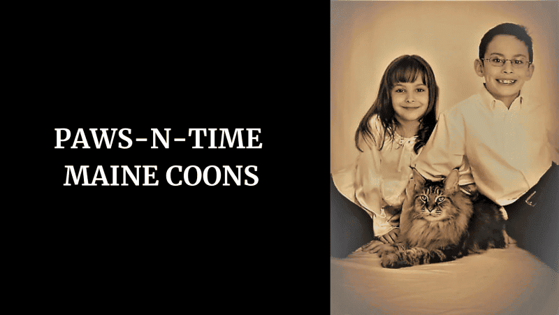 pawsntime maine coons breeder logo a boy and a girl sitting with a giant maine coon