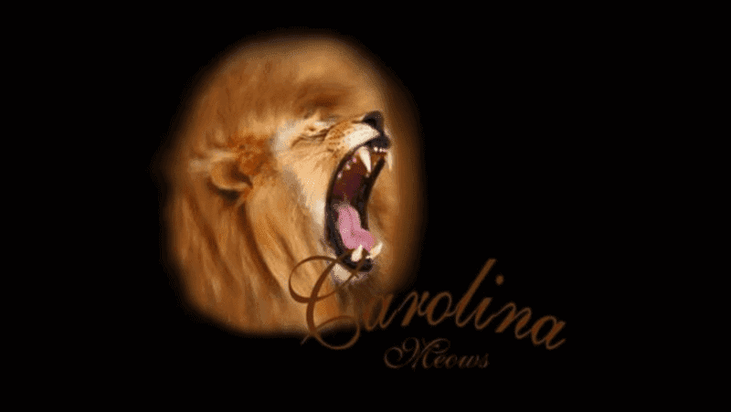 carolina meows breeder logo of a roaring lion surrounded by a black background