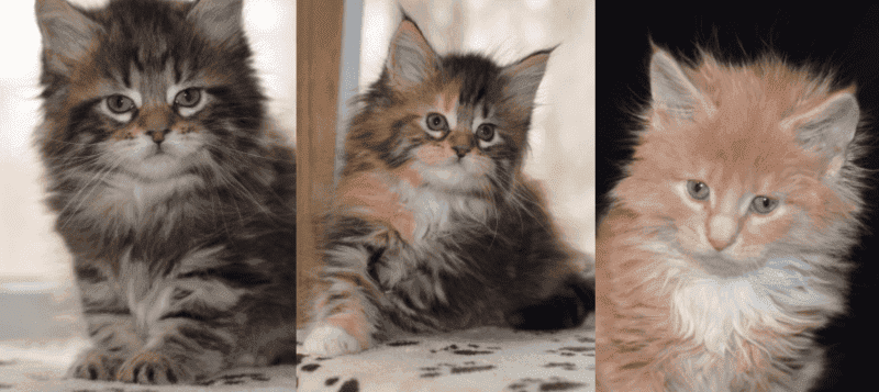 3 baby maine coon kittens, 2 tortie  1 ginger