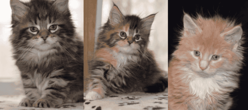3 baby maine coon kittens, 2 tortie  1 ginger