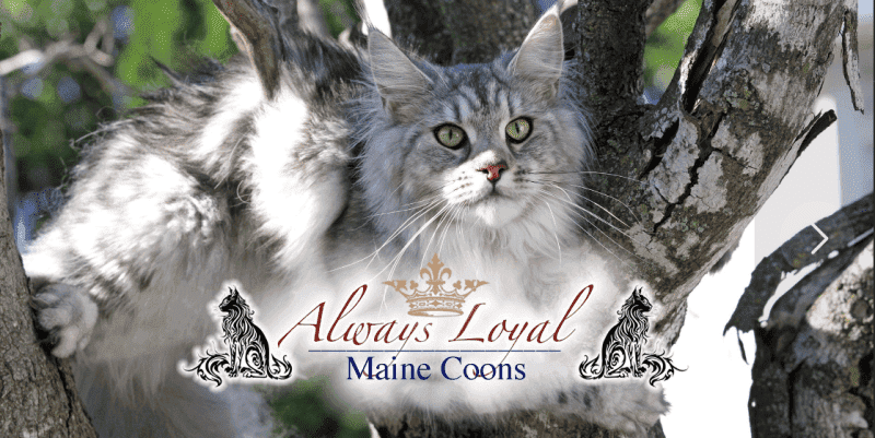 always loyal maine coons breeder logo with grey maine coon sitting in the branches of a tree