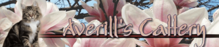 averill's cattery maine coon breeder logo