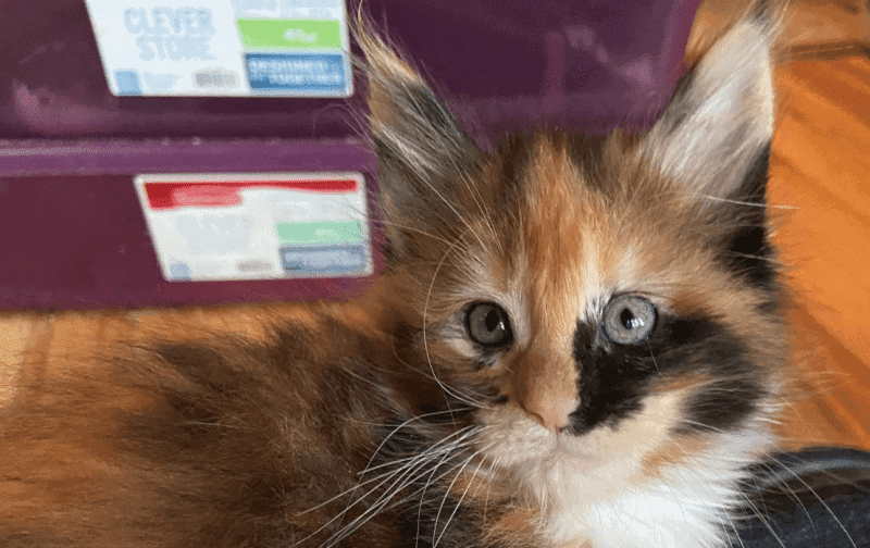 tortie maine coon kitten 