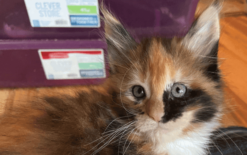 tortie maine coon kitten 