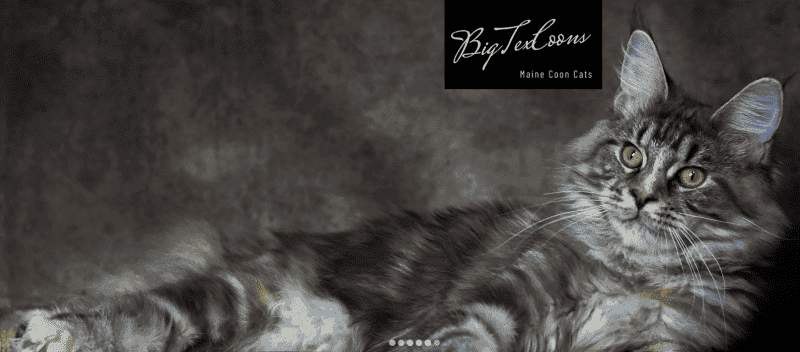 big tex coons breeder logo cat with tortie fur lying down relaxed