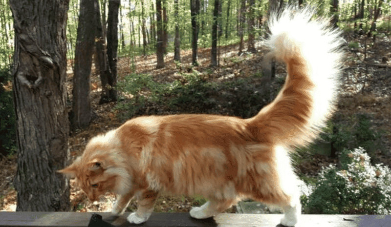 a white and ginger maine coon on a balcony with a forest behind her