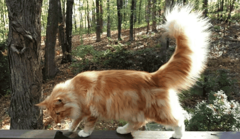 a white and ginger maine coon on a balcony with a forest behind her