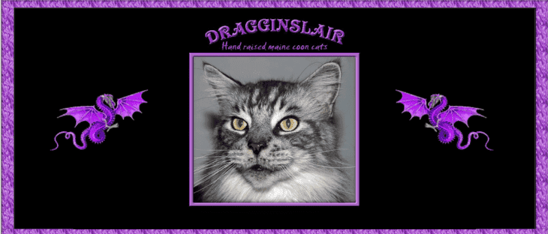 dragginslair maine coon breeder logo grey cat with illustrations of purple dragons