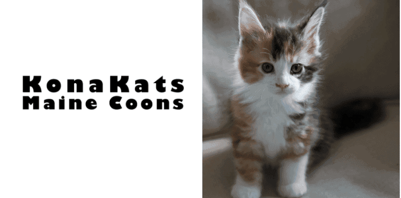 kona kats maine coons breeder logo bold black text photo of tortie maine coon kitten