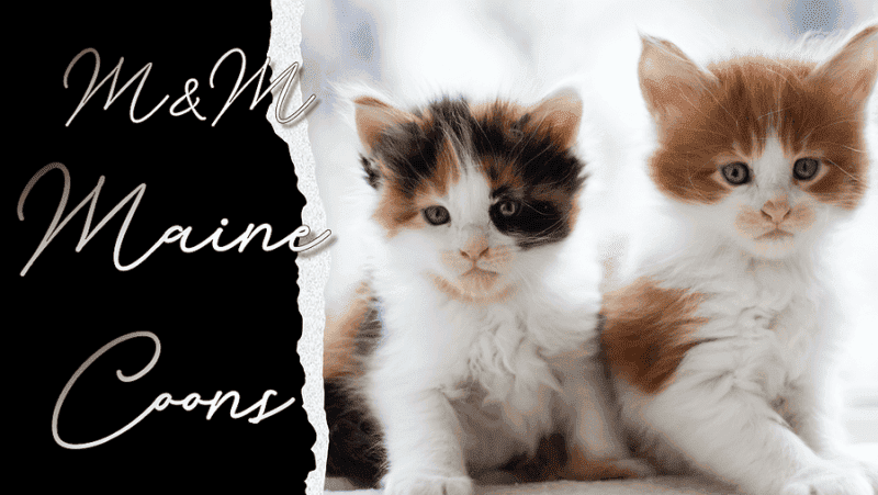 mnm maine coons breeder logo 2 tortie maine coon kittens
