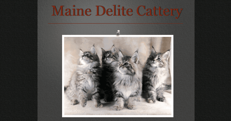 maine delight cattery 4 grey maine coon kittens - maine coon kittens for sale