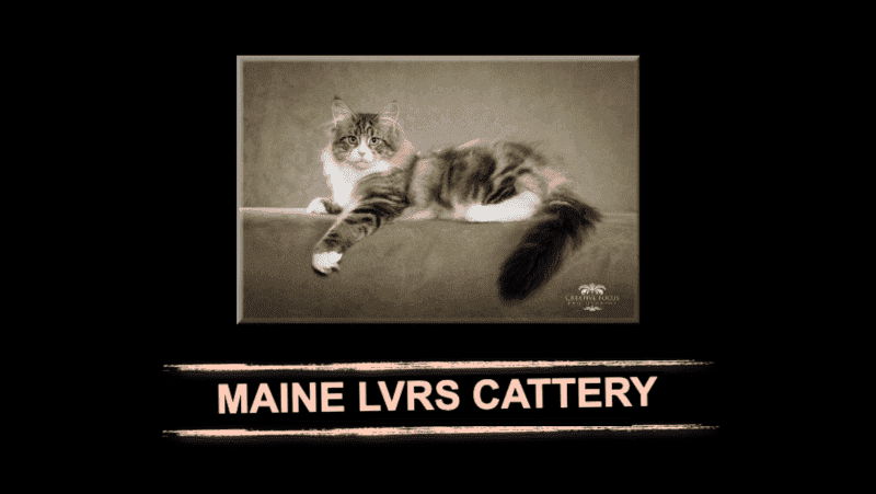 maine lvrs cattery breeder logo brown and white maine coon with fluffy tail