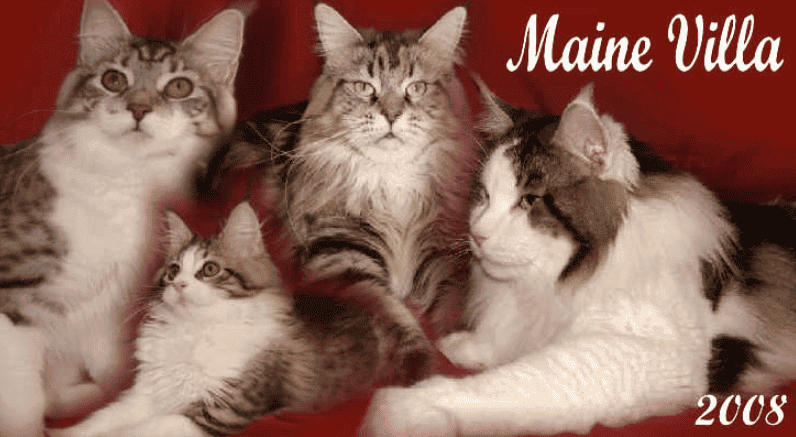 maine villa cat breeder logo 4 adult brown and white maine coons blood red background-  maine coon kittens for sale