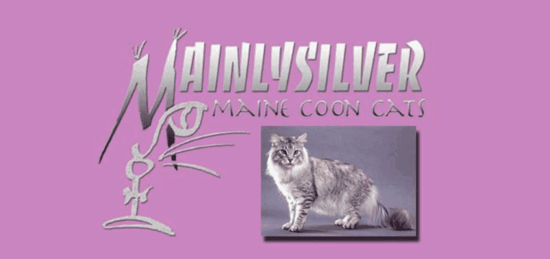 mainlysilver maine coon breeder logo grey maine coon kitten with pink background