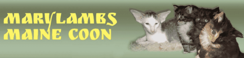 mary lambs cattery breeder eccentric yellow font green 4 kittens brown, black and grey.