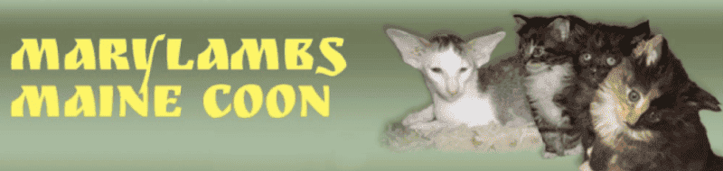 mary lambs cattery breeder eccentric yellow font green 4 kittens brown, black and grey.