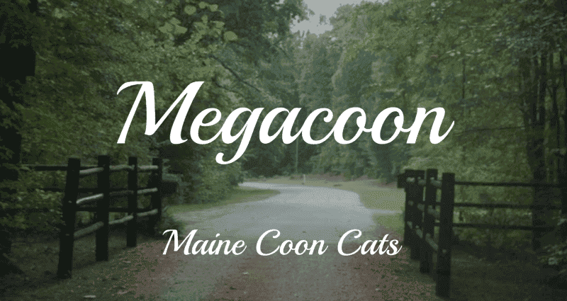 megacoon cattery breeder logo italicized white font over a lush green rural property