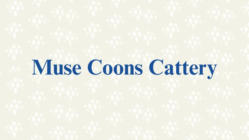 muse coons cattery - Breeders With Maine Coon Kittens For Sale in Ohio