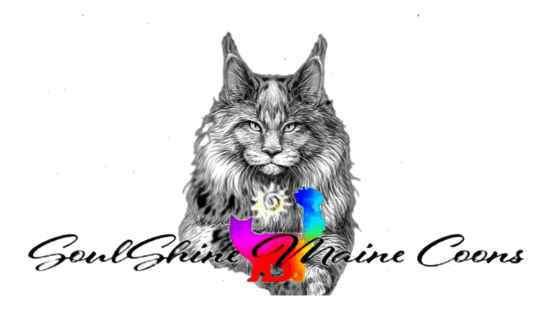 soulshine maine coons breeder logo black and white illustration of an adult maine coon looking straight ahead