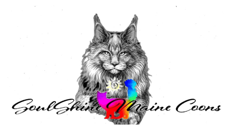 soulshine maine coons breeder logo black and white illustration of an adult maine coon looking straight ahead