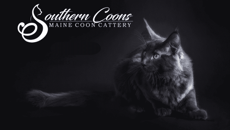 southern coons maine coon cattery breeder logo black smoke maine coon with yellow eyes