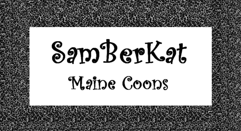 samberkat maine coons breeder logo zany black font white background