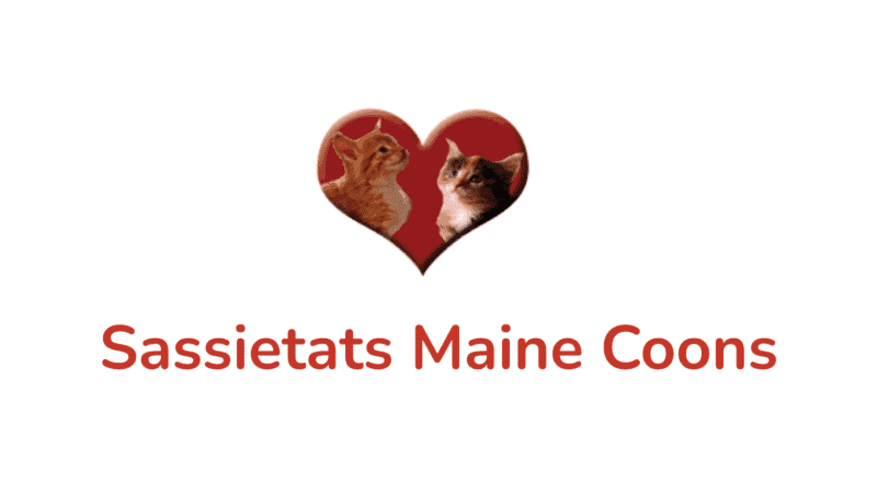 sassietats maine coons breeder logo 2 maine coon kittens framed in a red love heart. white background