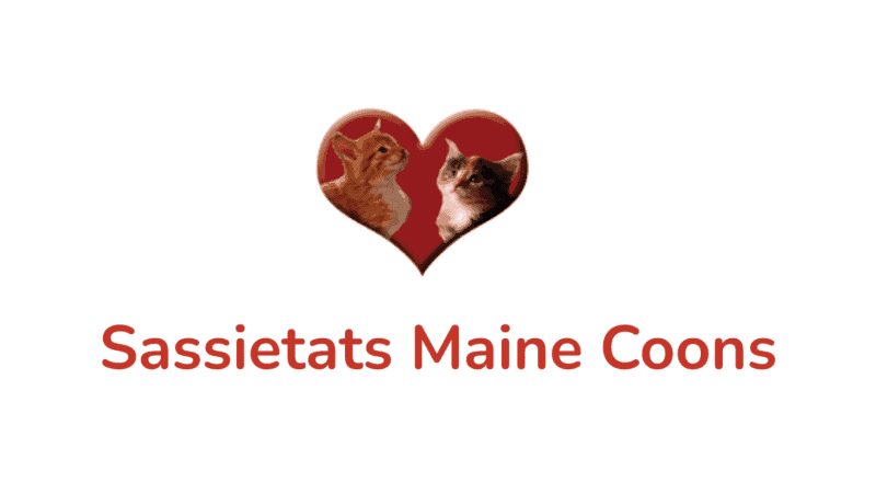 sassietats maine coons breeder logo 2 maine coon kittens framed in a red love heart. white background