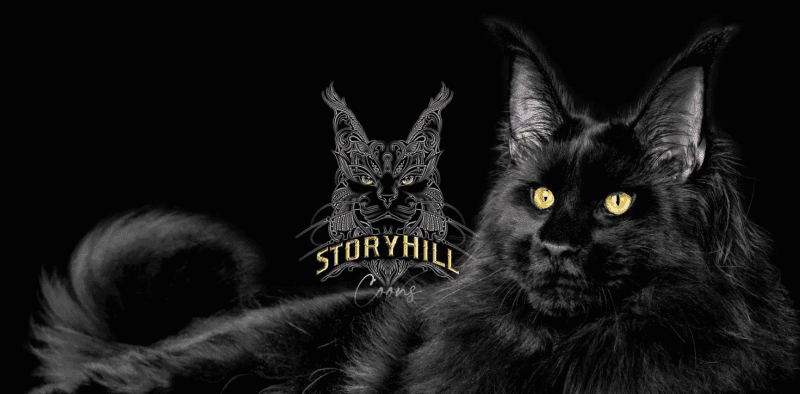 storyhill maine coons breeder logo of black adult maine coon with lynx ears and yellow eyes