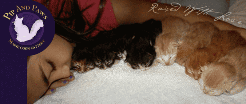 pip and paws maine coon cattery breeder logo girl sleeping alongside 7 newborn kittens