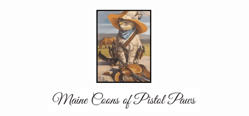 pistol paws maine coon breeder logo. vintage illustration of kitten in cowboy hat wearing gun holster
